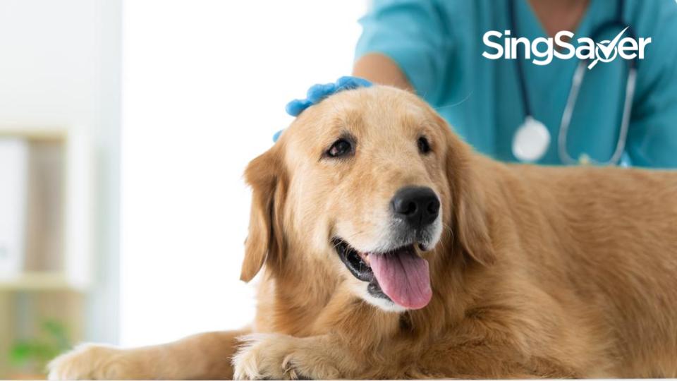 Guide To Vet Clinics And Its Costs To Treat Your Pets | Singsaver